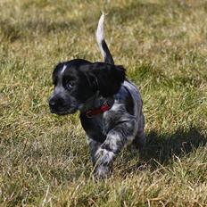 Cocker spaniel Mille
