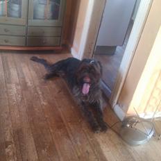 Ruhåret hønsehund Bamse