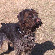 Ruhåret hønsehund Bamse