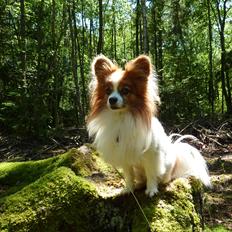 Papillon Gizmo R.I.P.