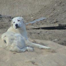 Anatolsk hyrdehund "Ayisi" Akira Ranc Na Dulnaku