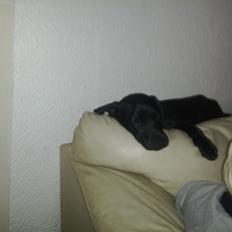 Blanding af racer molly