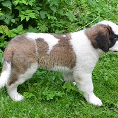 Sankt bernhardshund Rabomba Anton