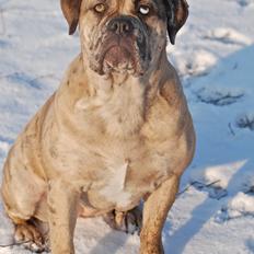 Olde english bulldogge Nunley's Jagular