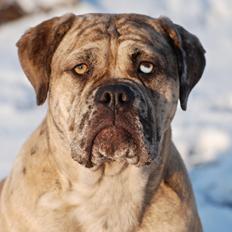 Olde english bulldogge Nunley's Jagular