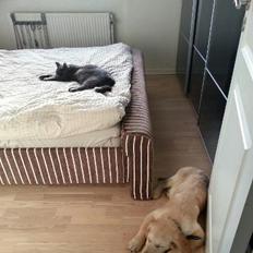 Golden retriever Frode