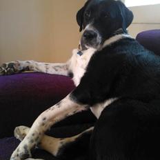 Blanding af racer Futte