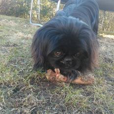 Pekingeser Balou