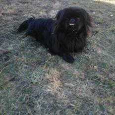 Pekingeser Balou