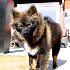 Pomeranian Poms Bentley