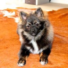 Pomeranian Poms Bentley