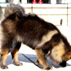 Pomeranian Poms Bentley
