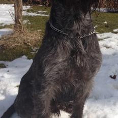 Ruhåret hønsehund Lille Skovbo's Carlo