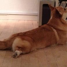 Welsh corgi pembroke Buddy