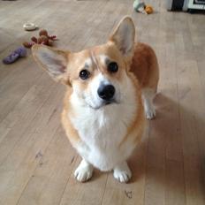 Welsh corgi pembroke Buddy