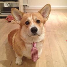 Welsh corgi pembroke Buddy