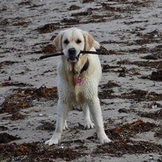 Golden retriever Bertha *Tricksdyret*<33