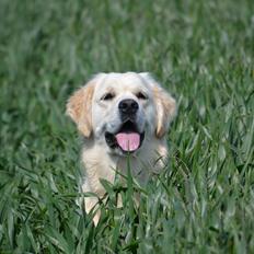 Golden retriever Bertha *Tricksdyret*<33