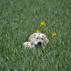 Golden retriever Bertha *Tricksdyret*<33