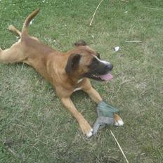 Blanding af racer Simba