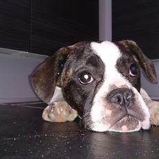 Blanding af racer Alma    (Frengle)