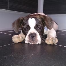 Blanding af racer Alma    (Frengle)