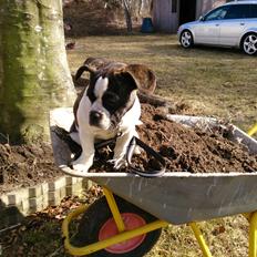 Blanding af racer Alma    (Frengle)