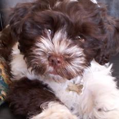 Bichon havanais Charlie