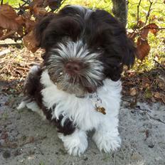 Bichon havanais Charlie