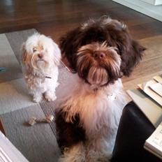 Bichon havanais Charlie