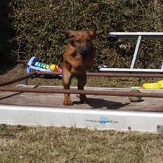 Rhodesian ridgeback Lewanika Inkosi
