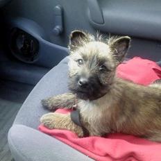 Cairn terrier Malou