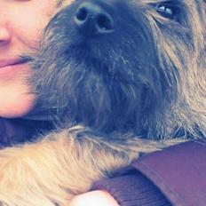 Cairn terrier Malou
