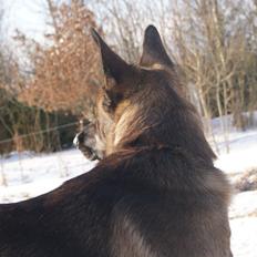 Blanding af racer Malou "Mulle"