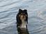 Shetland sheepdog Zimba *RIP*