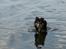 Shetland sheepdog Zimba *RIP*