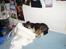 Shetland sheepdog Zimba *RIP*