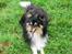Shetland sheepdog Zimba *RIP*