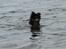 Shetland sheepdog Zimba *RIP*