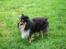 Shetland sheepdog Zimba *RIP*