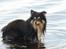 Shetland sheepdog Zimba *RIP*