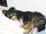 Shetland sheepdog Zimba *RIP*