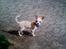 Chihuahua Viktor - Viktor - 3 måneder 
