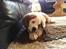 Sankt bernhardshund Rabomba Biggie. R.I.P. - Mums.