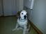 Sankt bernhardshund Rabomba Biggie. R.I.P. - Lige kommet hjem.