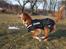 Nova scotia duck tolling retriever Chang - 31-3-13