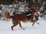 Nova scotia duck tolling retriever Chang