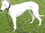 Whippet Liam Emil