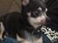 Chihuahua Dyrlægegårdens Alf <333
