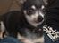 Chihuahua Dyrlægegårdens Alf <333